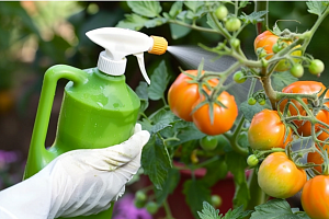 Чем нужно опрыскивать томаты в июле, чтобы сберечь и повысить урожай