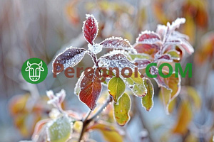 Подготовка растений к холодам: укрытие на зиму