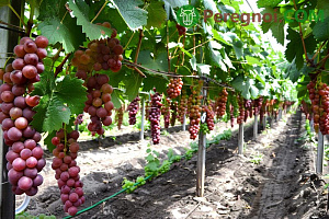 Осенний уход за виноградом: полезные практики и советы