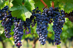 Посадка винограда осенью: как и когда лучше посадить саженцы в грунт